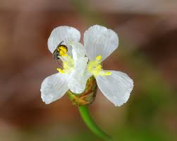 Image result for Xyris capillaris