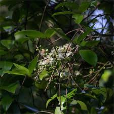 Image result for Eugenia natalitia