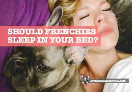 Personally, i can't get to sleep knowing that at any given moment i could get woken up by the foulest. French Bulldog Wants To Sleep In Your Bed 7 Reasons No