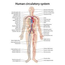 The anatomy of arteries can be separated into gross anatomy, at the macroscopic level, and microanatomy, which must be studied with a microscope.the arterial system of the human body is divided into systemic arteries, carrying blood from the heart to the whole body, and pulmonary arteries, carrying deoxygenated blood from the heart to the lungs. Circulatory System The Definitive Guide Biology Dictionary