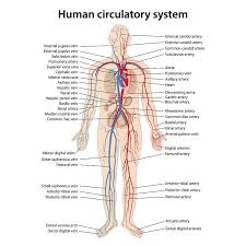 The subclavian artery runs into the axillary region where it becomes known as the axillary artery. Circulatory System The Definitive Guide Biology Dictionary