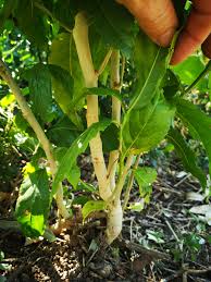 Image result for Casearia gladiiformis