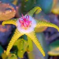 You can't see all the flowers at once by yourself. Photos And Names Of Unusual Colors The Most Unusual Flowers