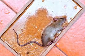 What Kills Rats Instantly? Here's The Trick