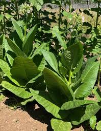 Image result for Nicotiana tabacum
