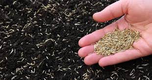 How To Plant Tall Fescue Grass Seed