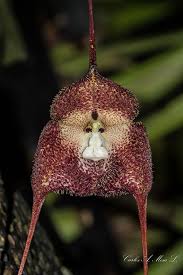 Dracula simia (Luer) Luer