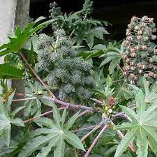 Bharath Biozone Ricinus Communis Rs 95 Kilogram Bharath Biozone Id 20018931297