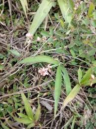 Image result for Grona ramosissima