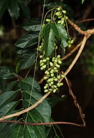 Image result for Pseudospondias