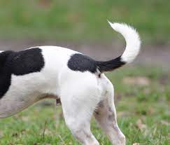 Decipher What Your Dog Is Saying With His Tail