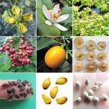Image result for Rutaceae