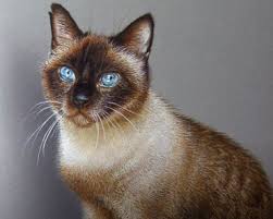 How to draw a siamese cat the siamese is one of the oldest and best regarded cat breeds. How To Draw A Cat Archives How To Draw Step By Step