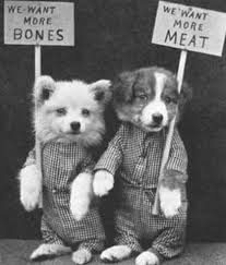 25 Vintage Cats And Dogs Dressed As People Animal Photography Animals Vintage Cat