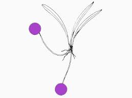 Dracula simia — Ecuagenera Europe GmbH