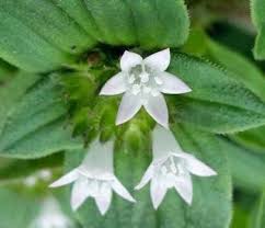 Image result for Richardia brasiliensis