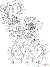 Cacti, succulent, plants coloring sheet! Cactus Coloring Pages Plants