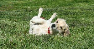 Derived from the greek male name alex, it means man's defender. alvira/alvera—german. Dog Names Meaning Protector