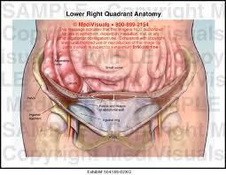 We discuss their function, the different types of bones in the human body, and the cells that are involved. Lower Abdomen Anatomy Anatomy Drawing Diagram