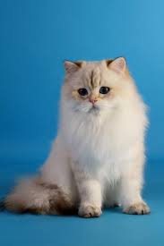 The long hair community is your favorite source for long hair care, hair styles, prom hair ideas, pictures, articles, and product reviews! British Longhair Male Black Golden Shaded Point Cat Chat Britishlonghair Animal Pet Birds Animals Cats