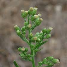 Image result for Erigeron sumatrensis