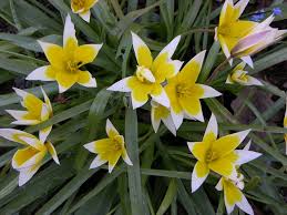 Image result for Babiana