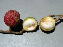 Image result for Ekebergia capensis