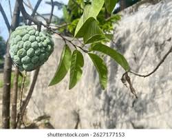 Image result for Annonaceae