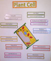 Each plant cell is surrounded by a carbohydrate rich rigid wall termed cell wall that distinguishes them from animal cell. Pin On 5th Grade Science