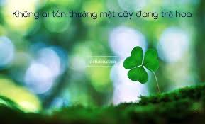 Káº¿t quáº£ hÃ¬nh áº£nh cho DANH NGON HINH ANH VE GIOI TRE