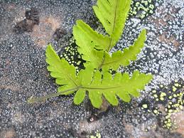 Image result for Gymnosporia oxycarpa