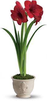 Teleflora S Merry Amaryllis Amaryllis Plant Amaryllis Flowers Christmas Plants