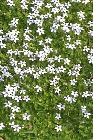 Unfollow hardy ground cover plants to stop getting updates on your ebay feed. 22 Best Ground Cover Plants Best Low Growing Perennial Flowers