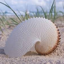 Pin On Seashells