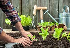 Annuals like petunias offer prolific blooms and strong growth over the. Types Of Soils Which Are Best For Plant Growth