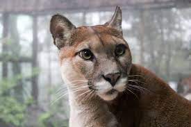Want To Get A Good Night S Sleep Ask Marriott To Stop Allowing Wild Animal Displays At Its Hotels Big Cat Family Animals Wild Animals