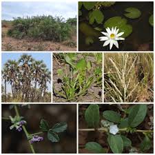 Image result for Cephalocroton mollis