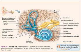 Inner Ear Dental Humor Cranial Nerves Mnemonic Human Anatomy And Physiology