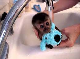 Capuchin monkeyboo takes a hot relaxing bath! Baby Monkey Nala Gets A Bath Youtube