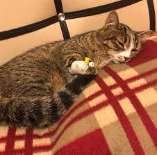 kedi genclik hastaligi feline panleukopenia kopekler ve kediler