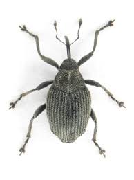 Image result for Cercestis congensis