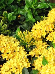 Image result for Ixora seretii