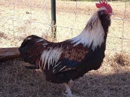 There are several recognized color varieties of the faverolle chicken. 6 Salmon Faverolle Eggs Backyard Chickens Learn How To Raise Chickens