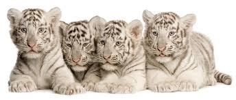 Typically, the birth of a litter of cubs takes about an hour, with cubs being born every 15 to 20 minutes. Pet A Tiger Cub