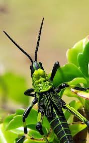 Green Insect Tumblr Pictures Of Insects Insects Grasshopper Pictures