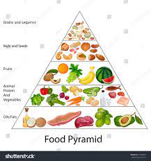 Education Chart Of Biology For Food Pyramid Diagram Vector Illustration Sponsored Sponsored Biology Food Educ Food Pyramid Food Education Animal Protein