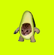 Gato palta
