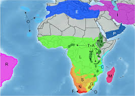 Image result for Helichrysum harveyanum