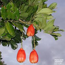 Image result for Sapindaceae