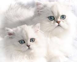 Evde Bakmasi En Kolay Kedi Irklari En Cok Tercih Edilen 10 Kedi Irki